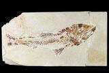Rare Cretaceous Fossil Fish (Enchodus) - Hakel, Lebanon #162779-1